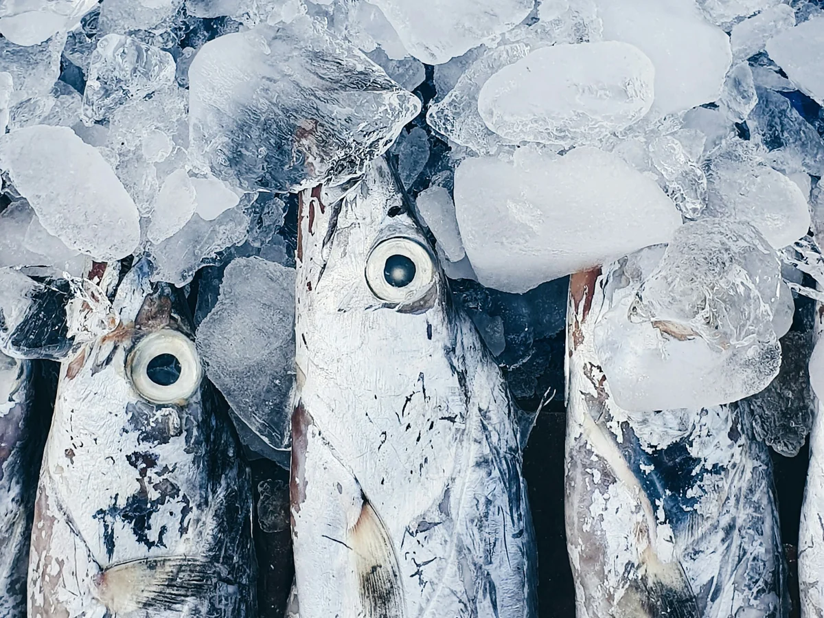 Silver fish on ice.